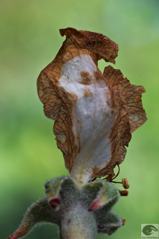  MG 4128 welke Blumen